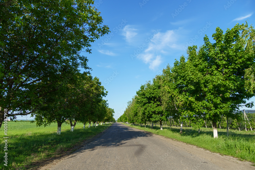 rural road in summer, beautiful summer landscape rural road in summer, beautiful summer landscape