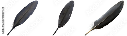 Elegant Black Feathers for Creative Projects Isolated on Transparent Background