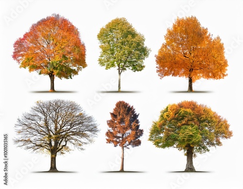 Diferentes arboles en otoño sobre fondo blanco