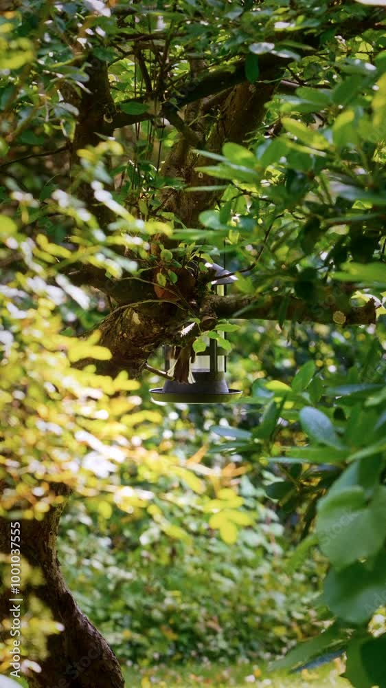 Bird Flying Around Feeder In Lush Greenery Bird Flying Around Feeder In Lush Greenery