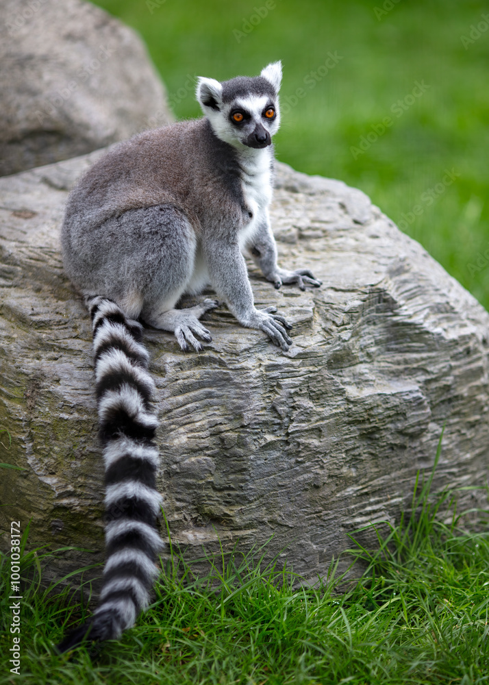 Fototapeta premium Ring tailed Lemur sitting on a rock