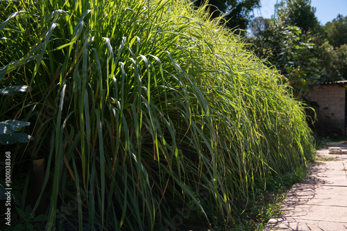 Lemongrass, very common ingredient in Thai cuisine (Cymbopogan citratus) photo