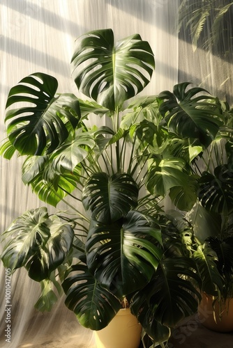 Large monstera plants display their iconic split leaves in a bright indoor setting, illuminated by sunlight filtering through soft curtains