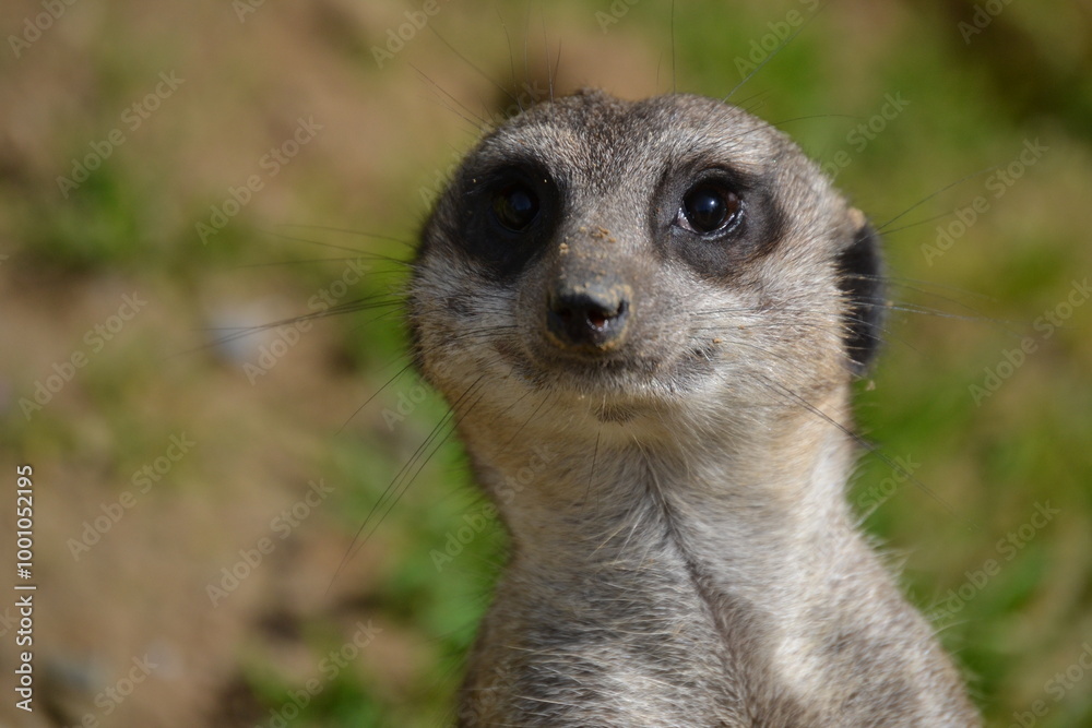 Meerkat posing closeup grey brown fur Meerkat posing closeup grey brown fur