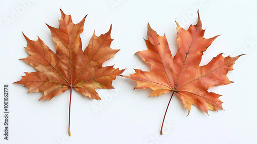 Set of multicolored autumn leaves isolated on white background