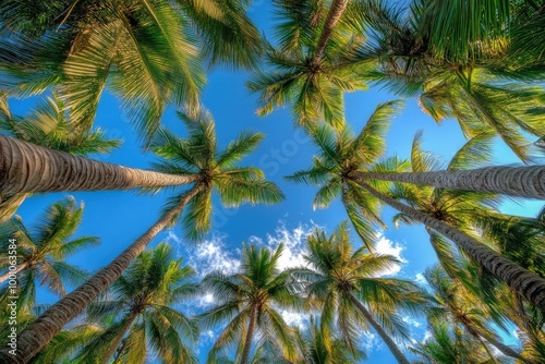 Tropical palm trees against a blue sky