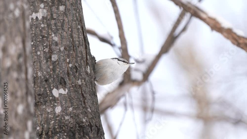 野鳥