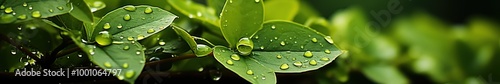 Vibrant Green Leaves with Fresh Water Droplets - Nature Detail Macro Background
