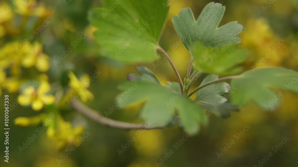 Flowering rosehip bush in spring garden surrounded by greenery. Flowering rosehip bush in spring garden surrounded by greenery.