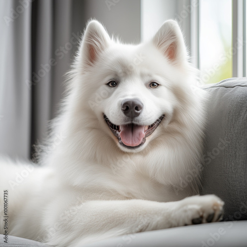 white dog portrait