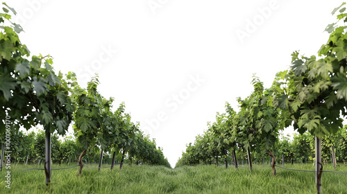 Vineyard Distant Perspective on Transparent Background