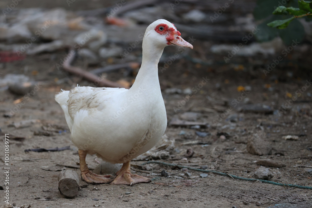 The white Muscovy Duck is stay in nature garden