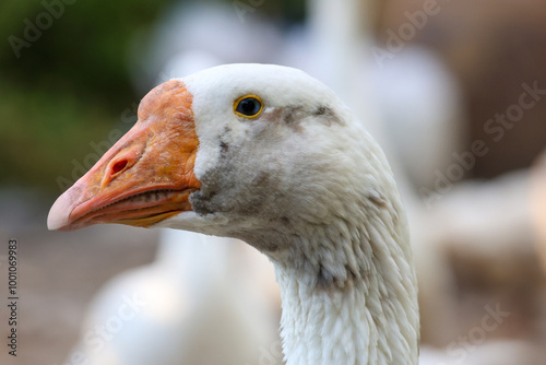 Close up head White goose in garden photo