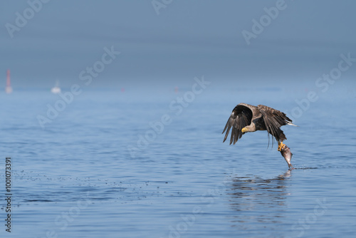 White tailed eagle - haliaeetus albicilla - in flight with fish with spread wings with blue water in background. Photo from Szczecin lagoon in Poland. Copy space on left side.