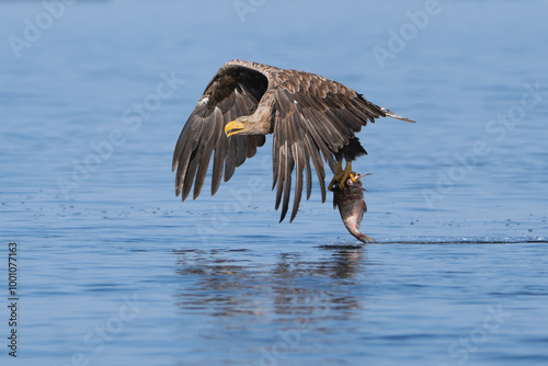 White tailed eagle - haliaeetus albicilla - in flight with fish with spread wings with blue water in background. Photo from Szczecin lagoon in Poland	