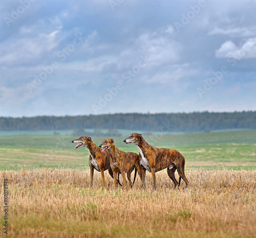 Photography English Greyhound dogs on a field