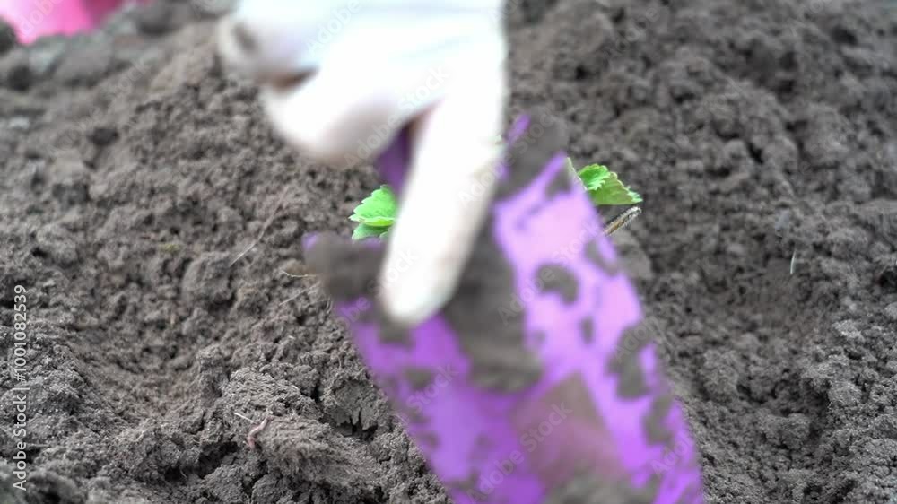 A small plant is growing in the dirt. The dirt is brown and the plant is green. The plant is small and has a few leaves A small plant is growing in the dirt. The dirt is brown and the plant is green. The plant is small and has a few leaves