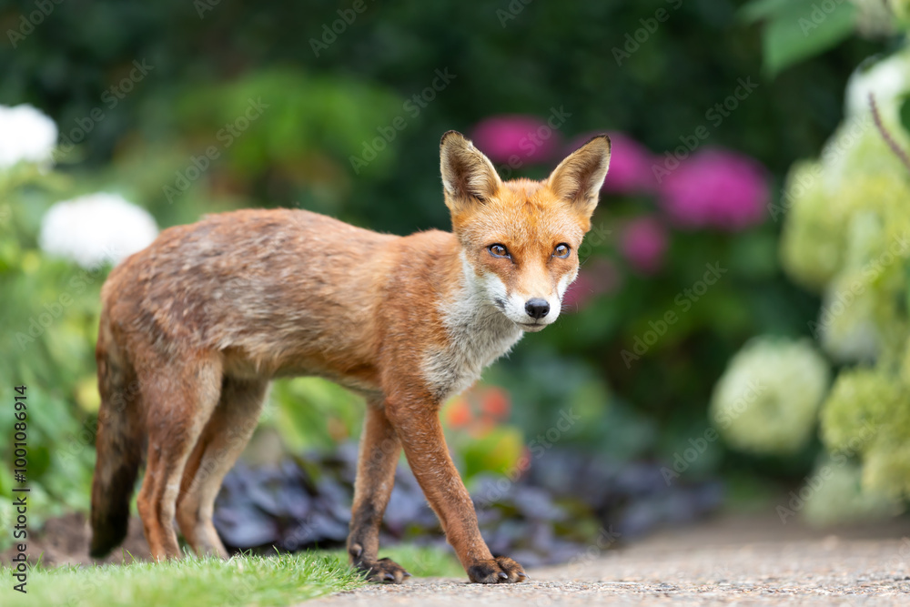 Portrait of a cute red fox cub standing in a flower garden Portrait of a cute red fox cub standing in a flower garden