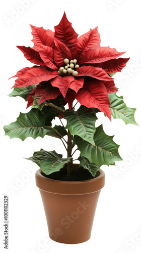 Wallpaper Mural Christmas flower with pot transparent background Torontodigital.ca