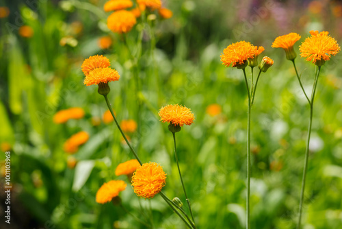 A Garden Burst with Vibrant Orange Flowers Under the Sunlight, Creating a Lively Atmosphere, Perfect for Nature Lovers Seeking Serenity in Blooming Surroundings.