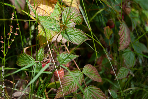 Branch of ripe and unripe wild raspberries