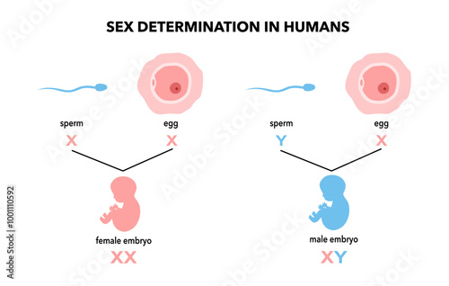 Sex determination in humans. Development of sexual characteristics. Male and female infographic diagram. Woman and man gametes, sperm and eggs. Dependence on X and Y chromosomes flat vector.