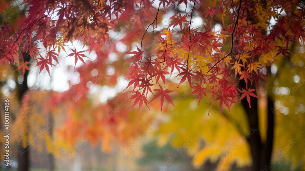 an autumn background has a blurred image of trees with orange and yellow leaves.