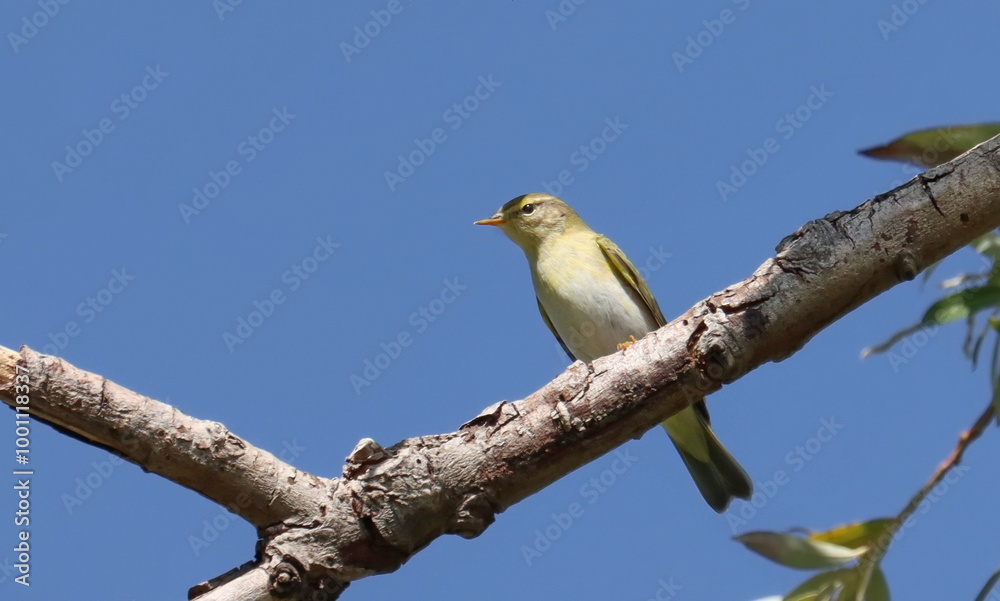 Common Chiffchaff on branch, phylloscopus collybita, birds of Montenegro
Common Chiffchaff on branch, phylloscopus collybita, birds of Montenegro