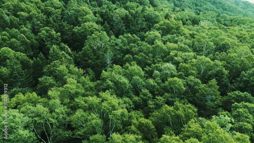 夏の山の風景 夏の山の風景