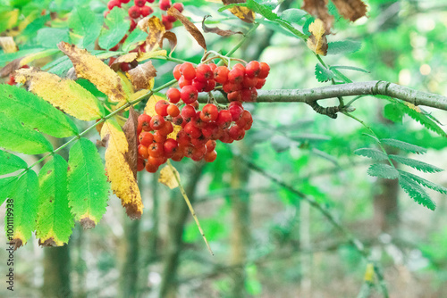 rowanberry from the forest macro photo