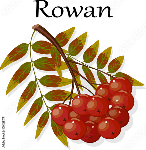 Illustration with a branch of rowan.Color vector illustration with a branch of red rowan on a transparent background with text.
