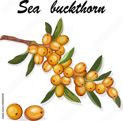 Illustration with a branch of sea buckthorn.Colored vector illustration with sea buckthorn berries on a transparent layer.