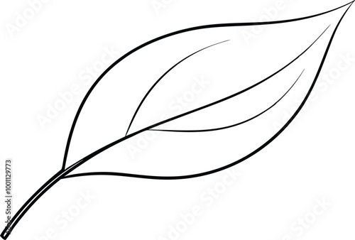 Curved Bay Leaf Design Vector Illustration for Botanical Art Enthusiasts
