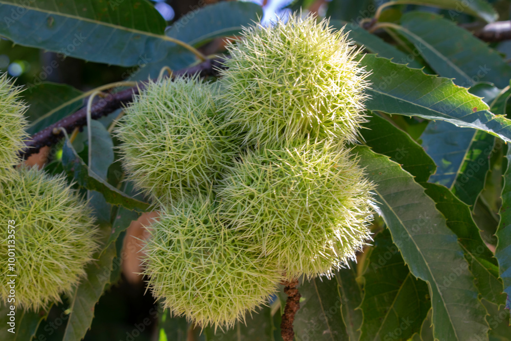 Castañas de fruto en las ramas de un castaño Castañas de fruto en las ramas de un castaño