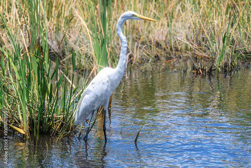 White heron bird in Everglades National Park, Florida, USA