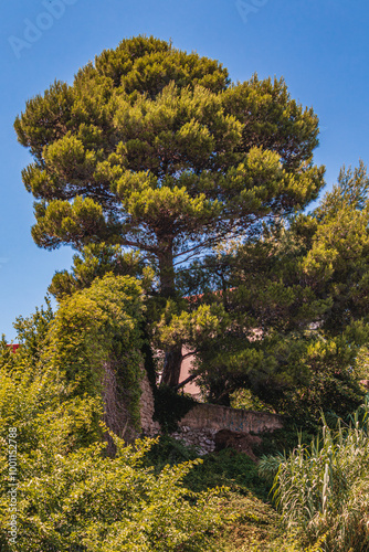 Krk Croatia 28.06.24A large conifer tree behind the old city wall on a hill photo