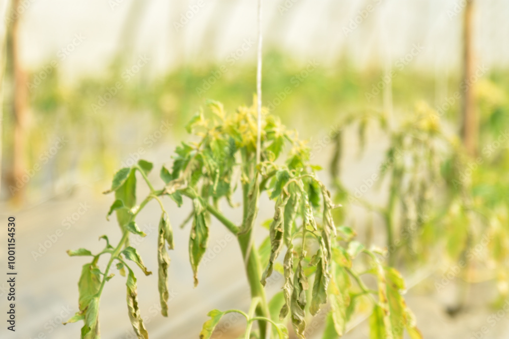 Naklejka premium agricultural, mistakes, agricultural mistakes, tomatoes, withered, agriculture, greenhouse, plant, glasshouse, herbicide, mistake, problem, leaves, field, green, botany, disappointment, flowers, plant