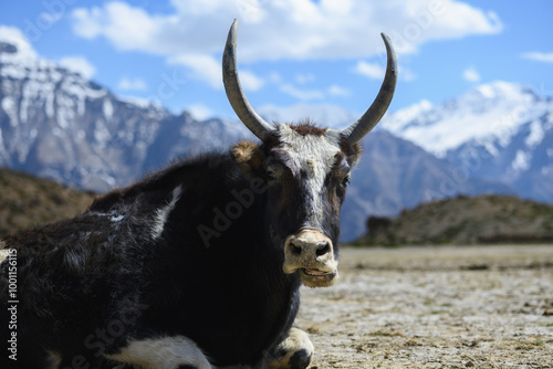 Yak at Dhankhar Lake - Spiti Valley India