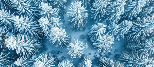 Aerial High Angle View Of Green Coniferous Forest Covered With Snow Winter Landscape With Evergreen Trees View From Above Abstract Natural Background