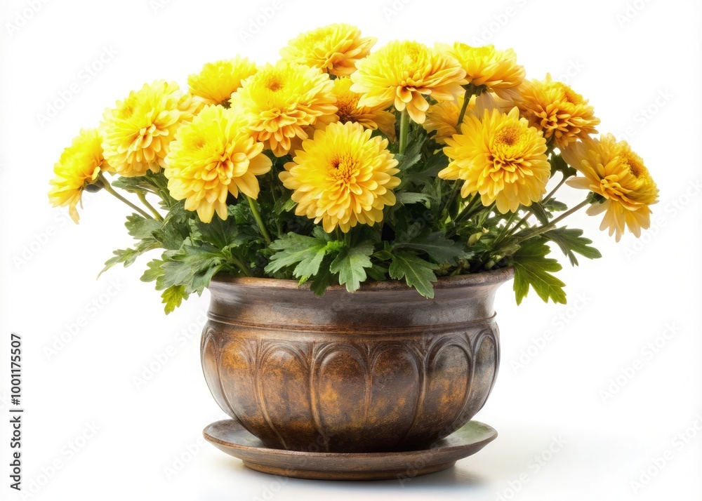Chrysanthemum blooms in an antique pot on a bright white background. Generative AI Chrysanthemum blooms in an antique pot on a bright white background. Generative AI