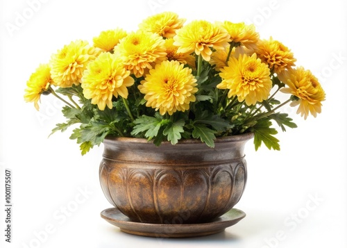 Chrysanthemum blooms in an antique pot on a bright white background. Generative AI