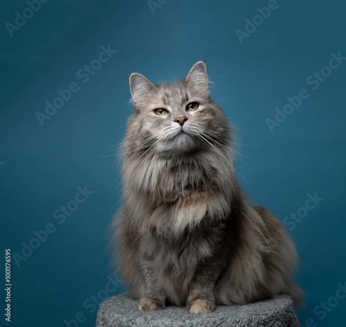 Canvastavla Portrait of a cute Siberian cat.isolated on a studio background.