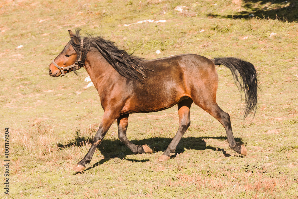 horses playfully rearing up and interacting with each other in an outdoor area. horses playfully rearing up and interacting with each other in an outdoor area.