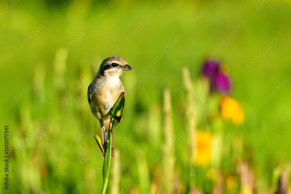 Obraz premium Bird Perched on Green Stem in Meadow