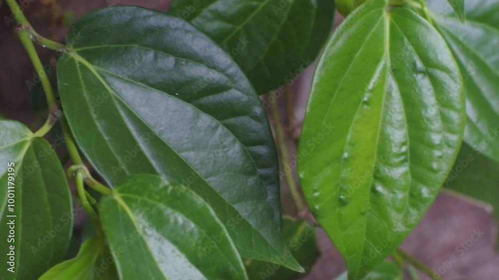 Betel leaves on the plant Betel leaves on the plant