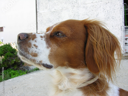 Spaniel breton