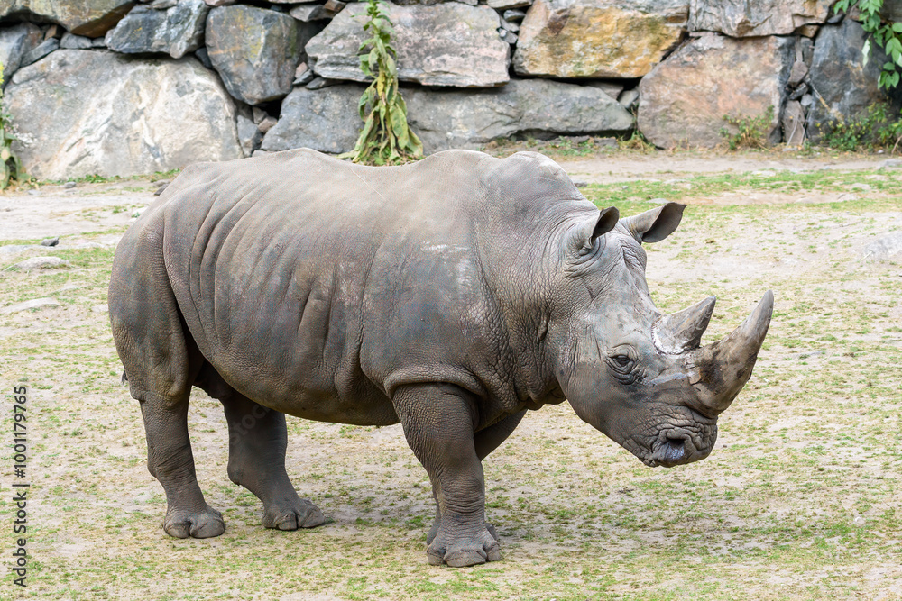 Obraz premium The rhinoceros appears relaxed as it grazes on grass near a rocky formation, showcasing its thick skin and prominent horn under the bright daylight