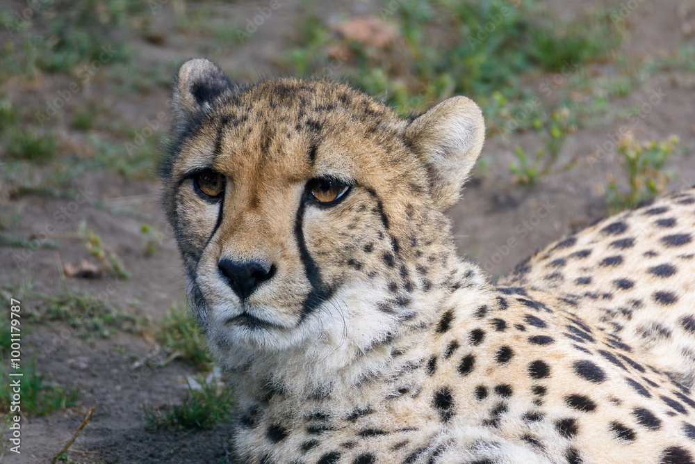 The cheetah lies comfortably on the earth, showcasing its distinctive spotted coat while observing its surroundings in the warm afternoon sun The cheetah lies comfortably on the earth, showcasing its distinctive spotted coat while observing its surroundings in the warm afternoon sun