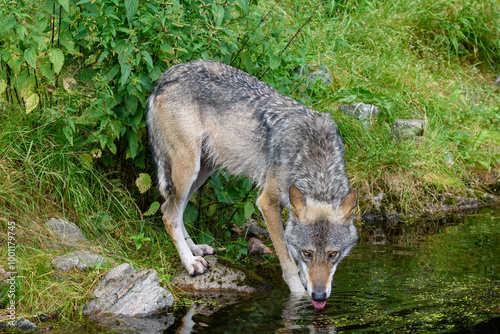 A wolf approaches a calm pond's edge, bending down to take a drink. Surrounding greenery adds to the serene atmosphere of its natural habitat