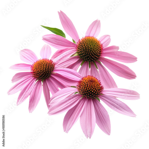 Beautiful pink echinacea flowers in full bloom